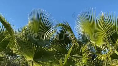 棕榈树的顶端紧贴蓝天。 棕榈树的叶子在风中移动。 手掌背景。